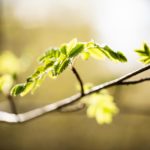 Newsletter - Naturverbundene Gesundheit